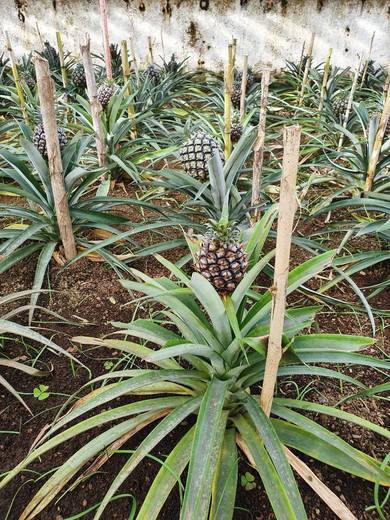 Plantação de Ananás dos Açores