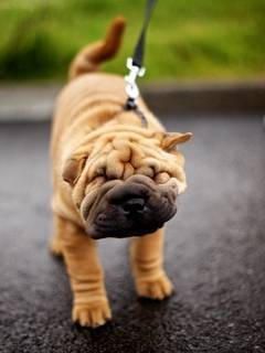 Shar Pei