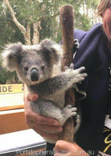 Koala