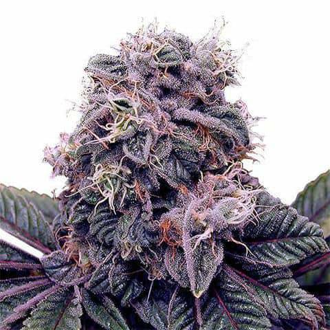 Social Blackberry Kush