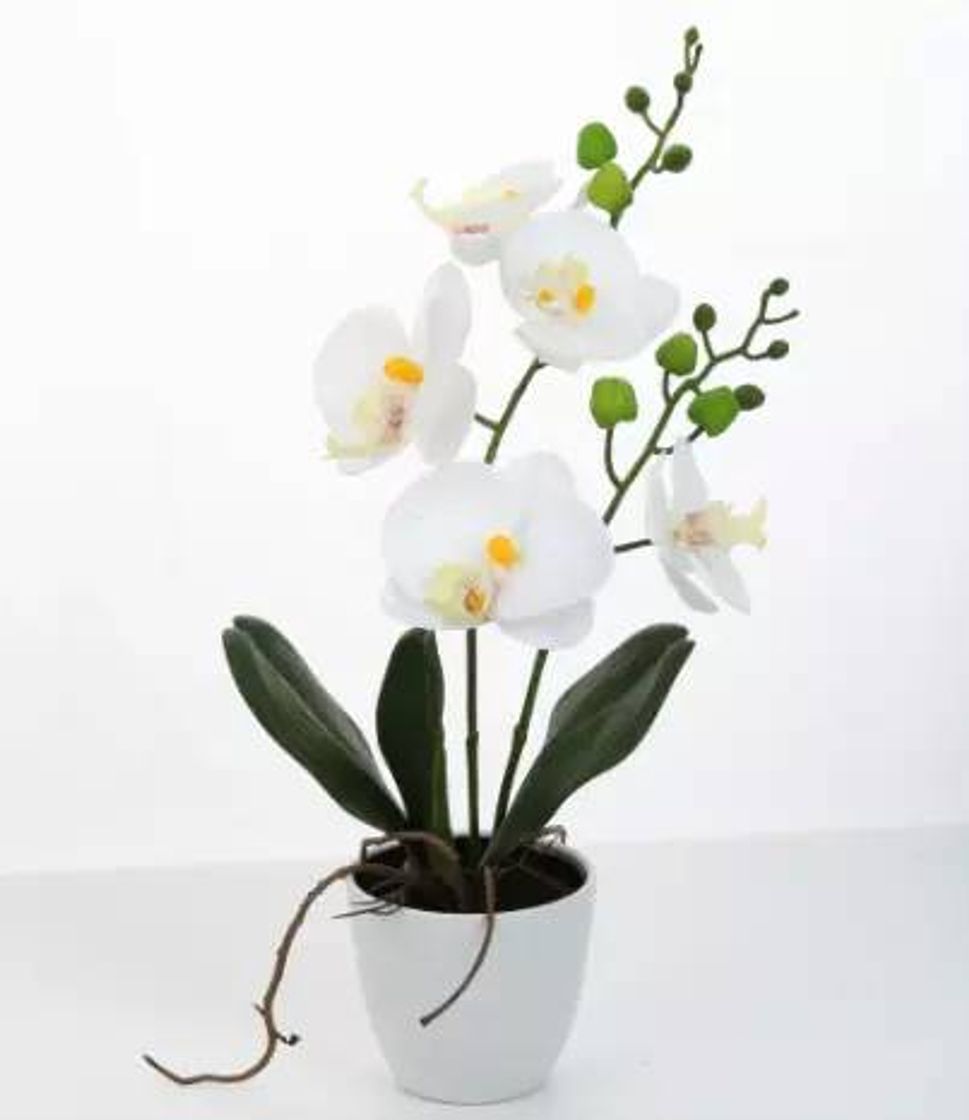 Productos Orquídea