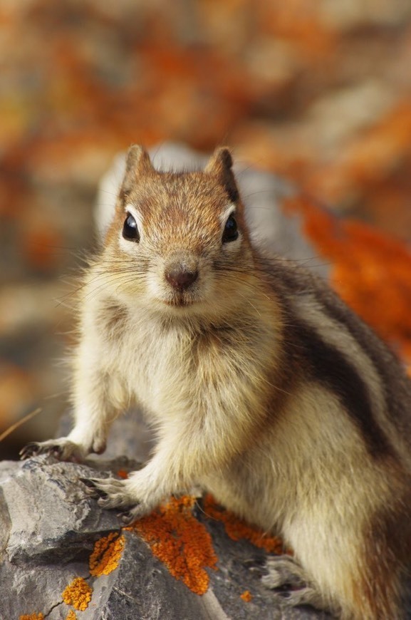 Fashion Squirrel