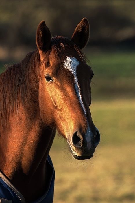 Fashion Horse 