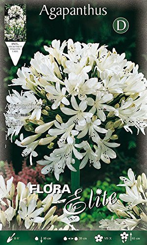 Place Bulbos primaverales Agapanthus blanco paquete de 1 bulbo bulbs bulbos