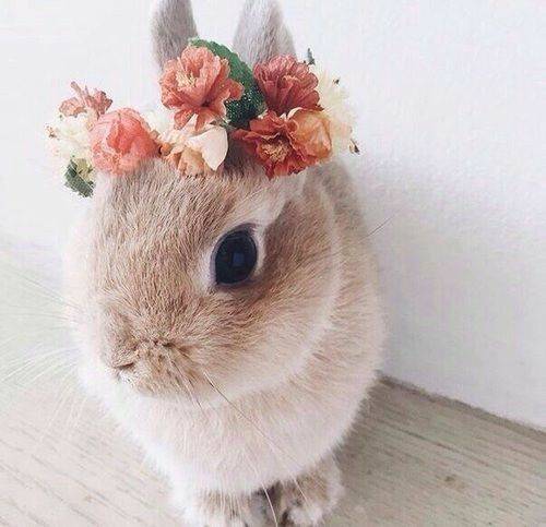 Fashion Coelho🐇