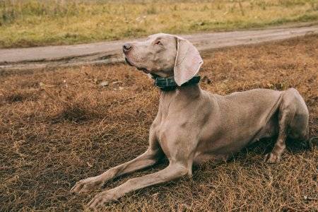 Moda Weimaraner