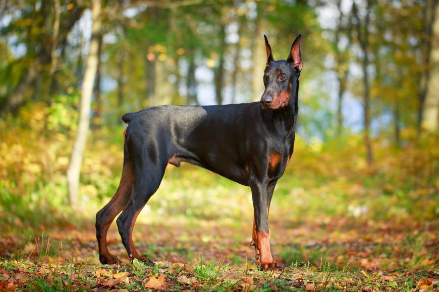 Moda Doberman