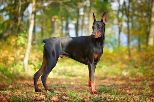 Doberman