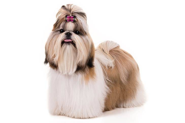 Moda Shih-tzu