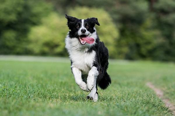 Moda Border Collie