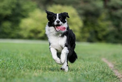 Border Collie