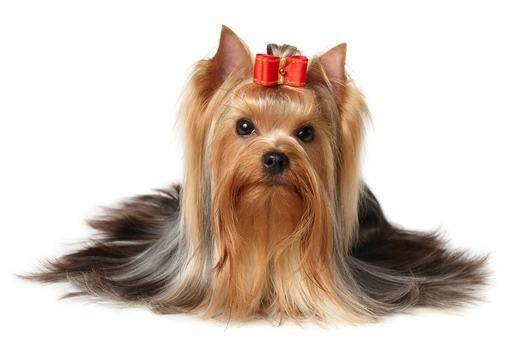 Fashion Yorkshire Terrier