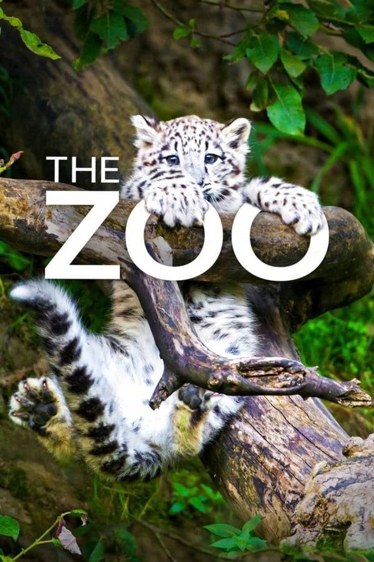 Series The Zoo (TV Series) 