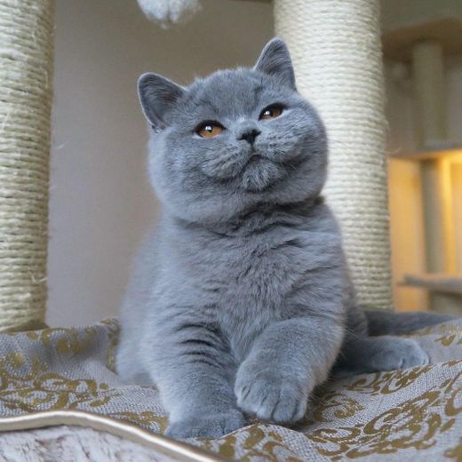 British Shorthair