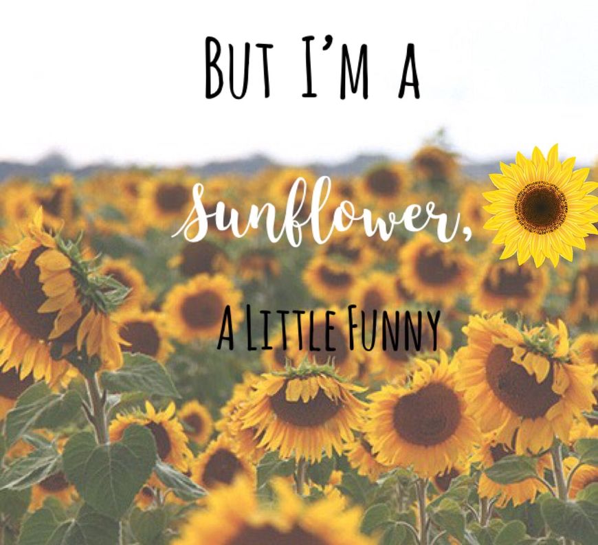 Canción Sunflower - Movie Version