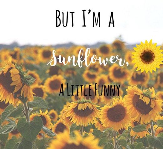 Sunflower - Movie Version