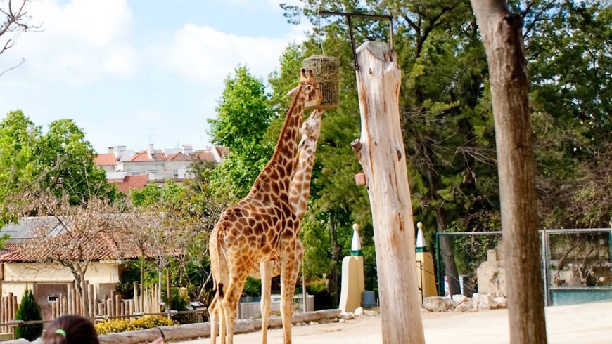 Place Jardim Zoológico de Lisboa