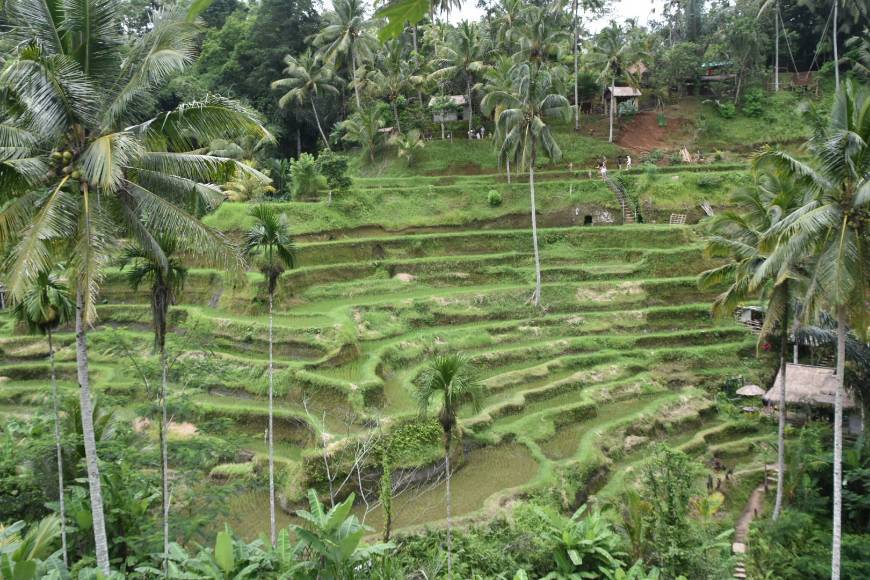 Place Tegallalang Rice Terrace