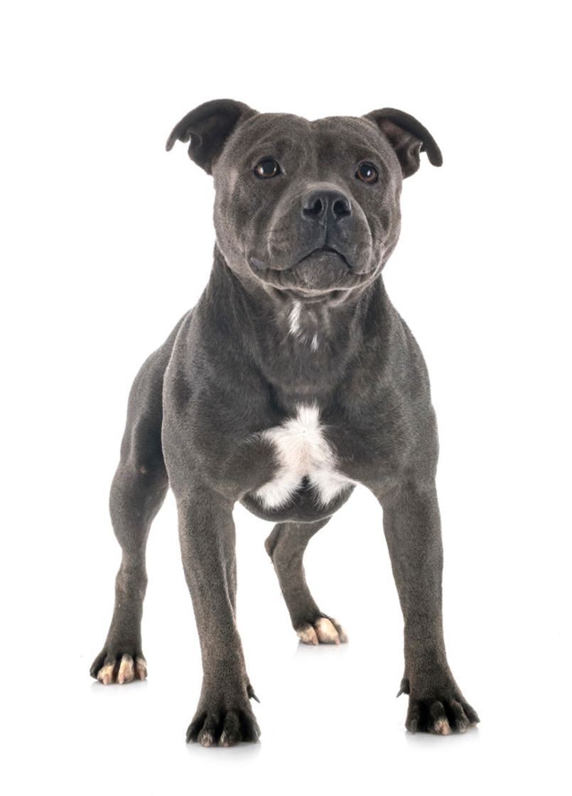 Moda Staffordshire bull terrier 