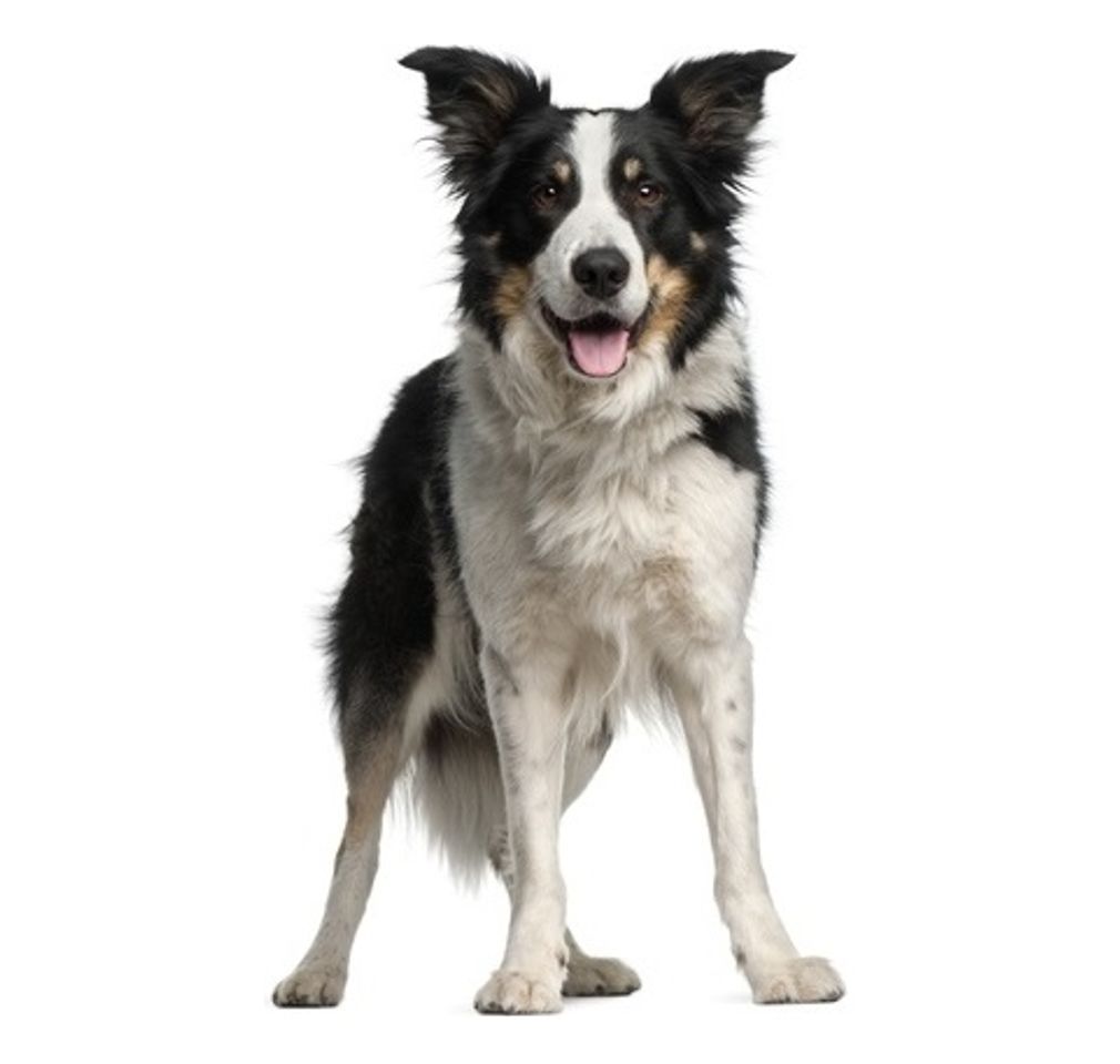 Moda Border Collie 