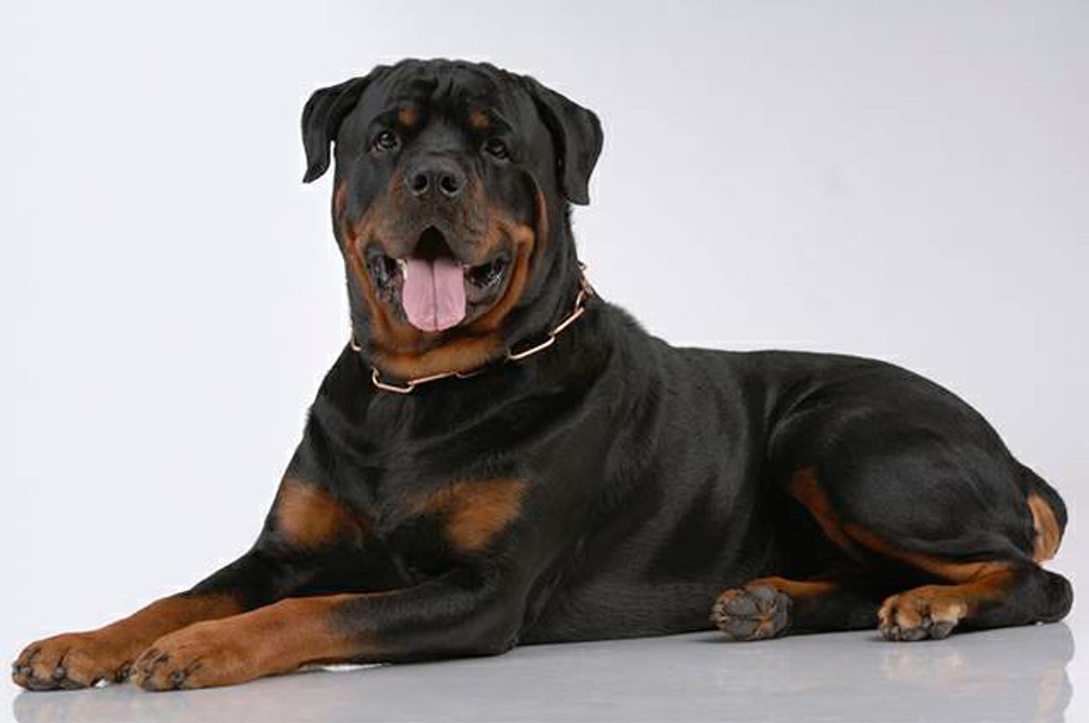 Fashion Rottweiler