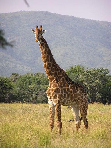 Girafa 