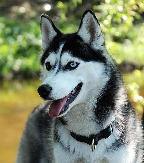 Fashion Husky Siberiano 