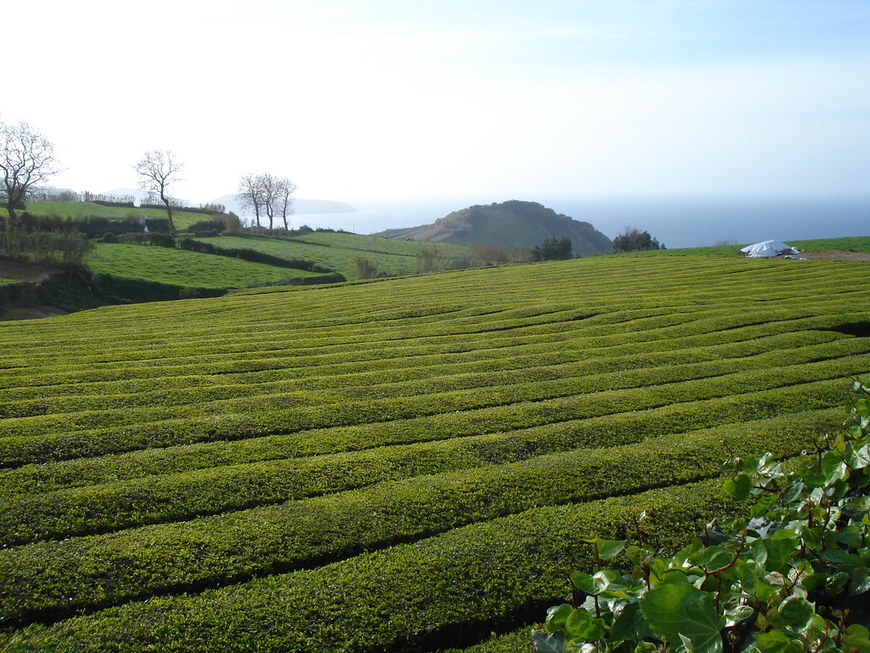 Lugar Chá Gorreana