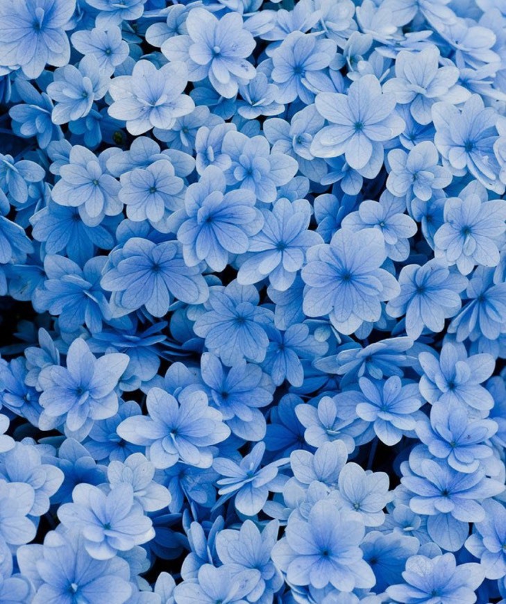 Blue Flowers