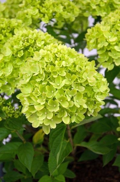 Social Hydrangea paniculata “Little Lime”