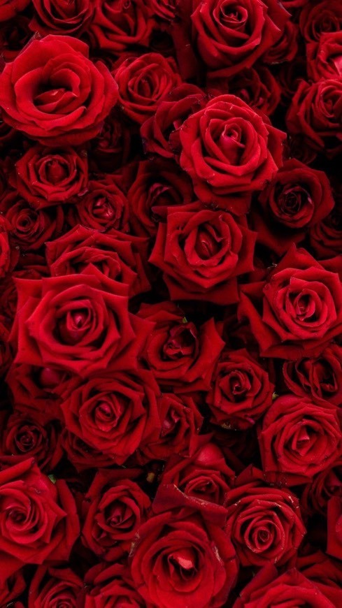 Social Red Roses