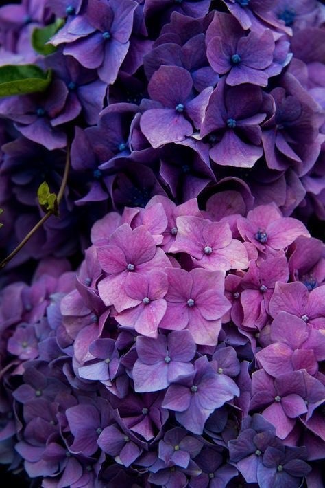 Social Purple Flowers