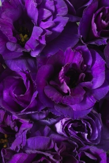Social Purple Lisianthus
