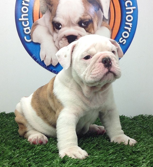 Fashion Venta de cachorros perros de raza Bulldog ingles hembras y ...