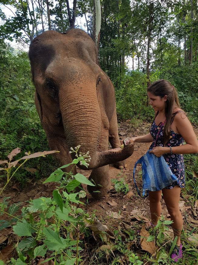 Place Elephant Nature Park