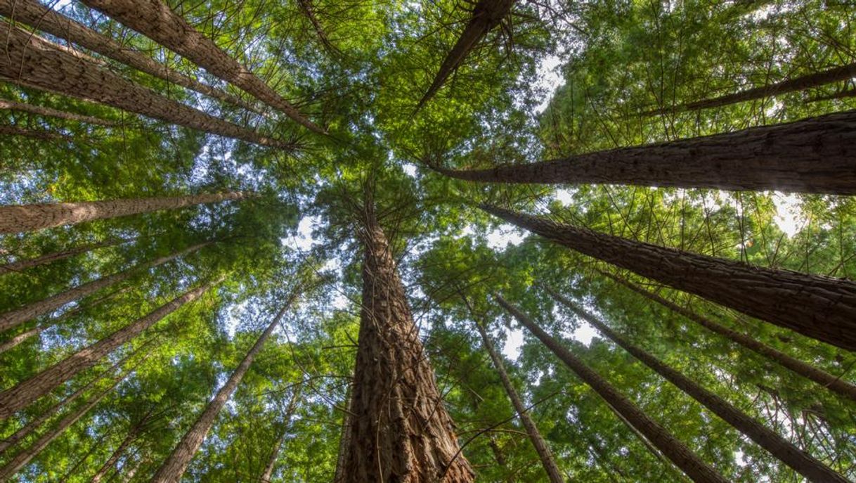 Social Bosque de Secuoyas