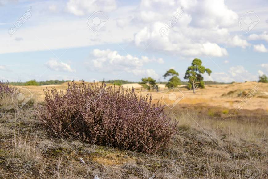 Hoge Veluwe National Park