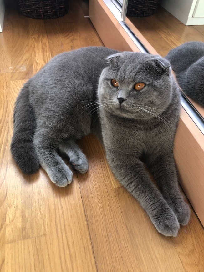 🐱