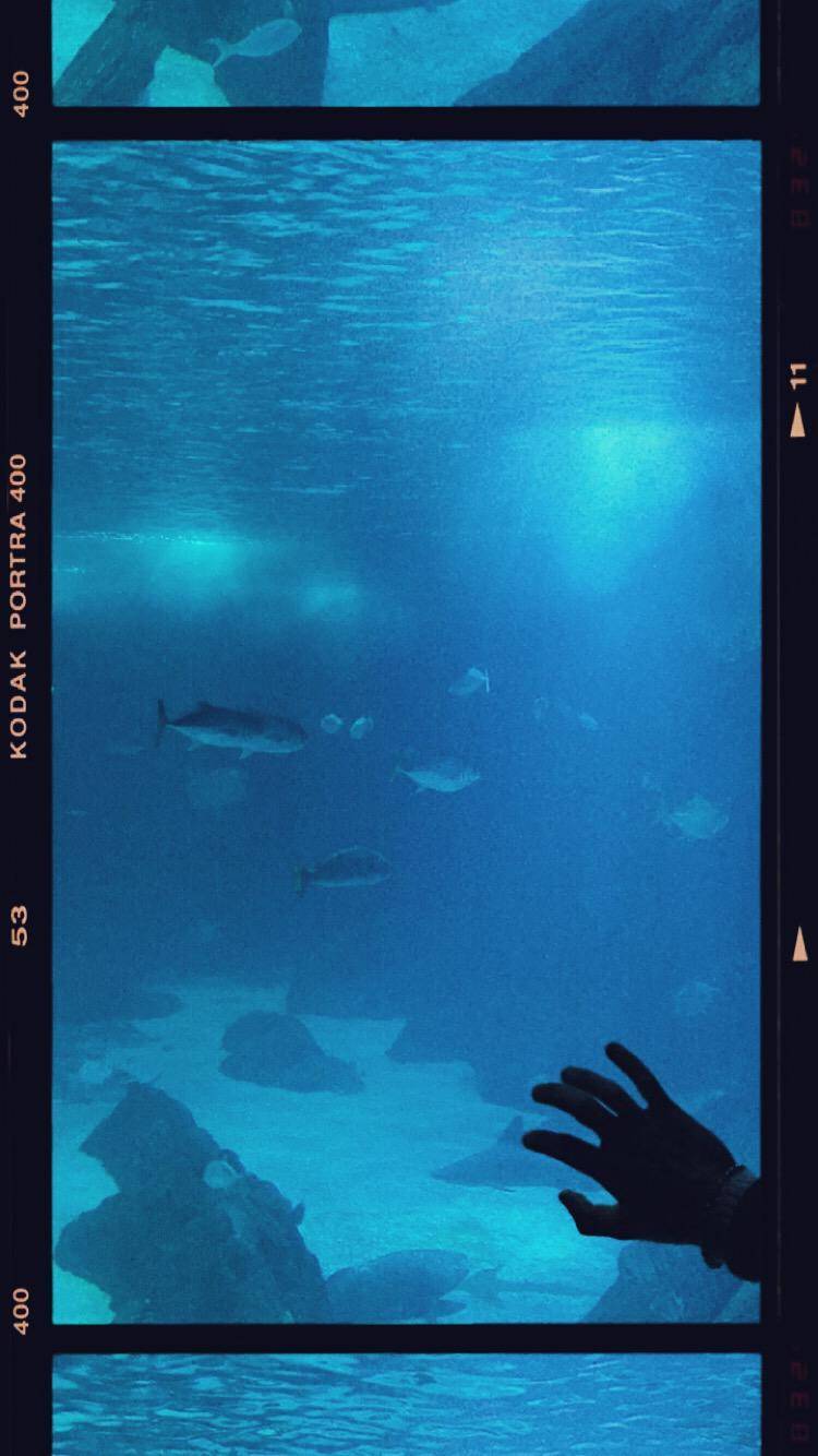 Social Wallpapers ✨ 