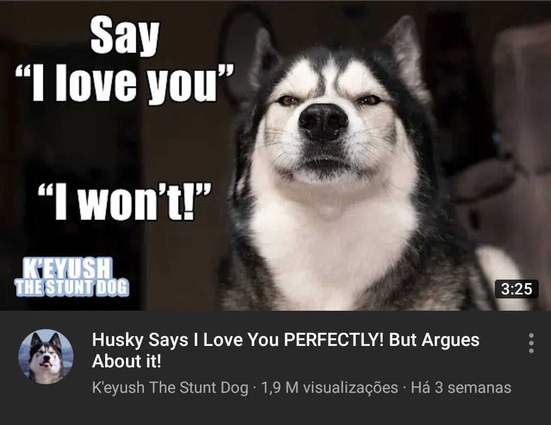 Moda Husky says "I love you" 