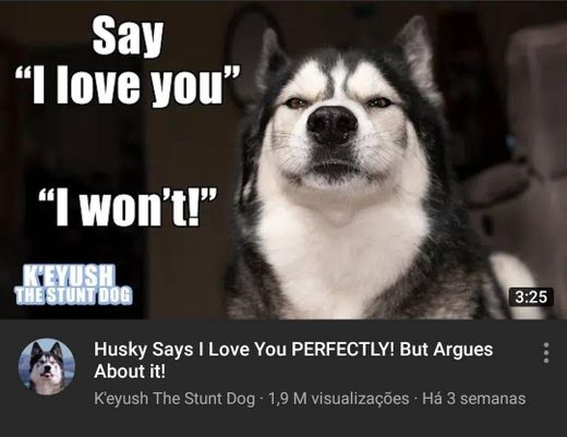 Husky says "I love you" 