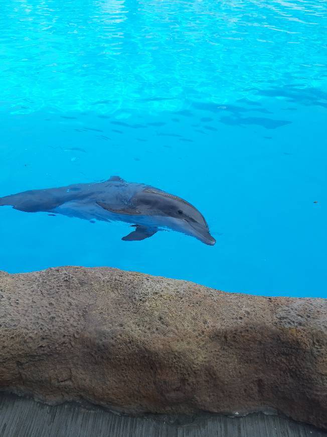 Place Loro Parque