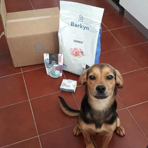 Alimentação para cães 