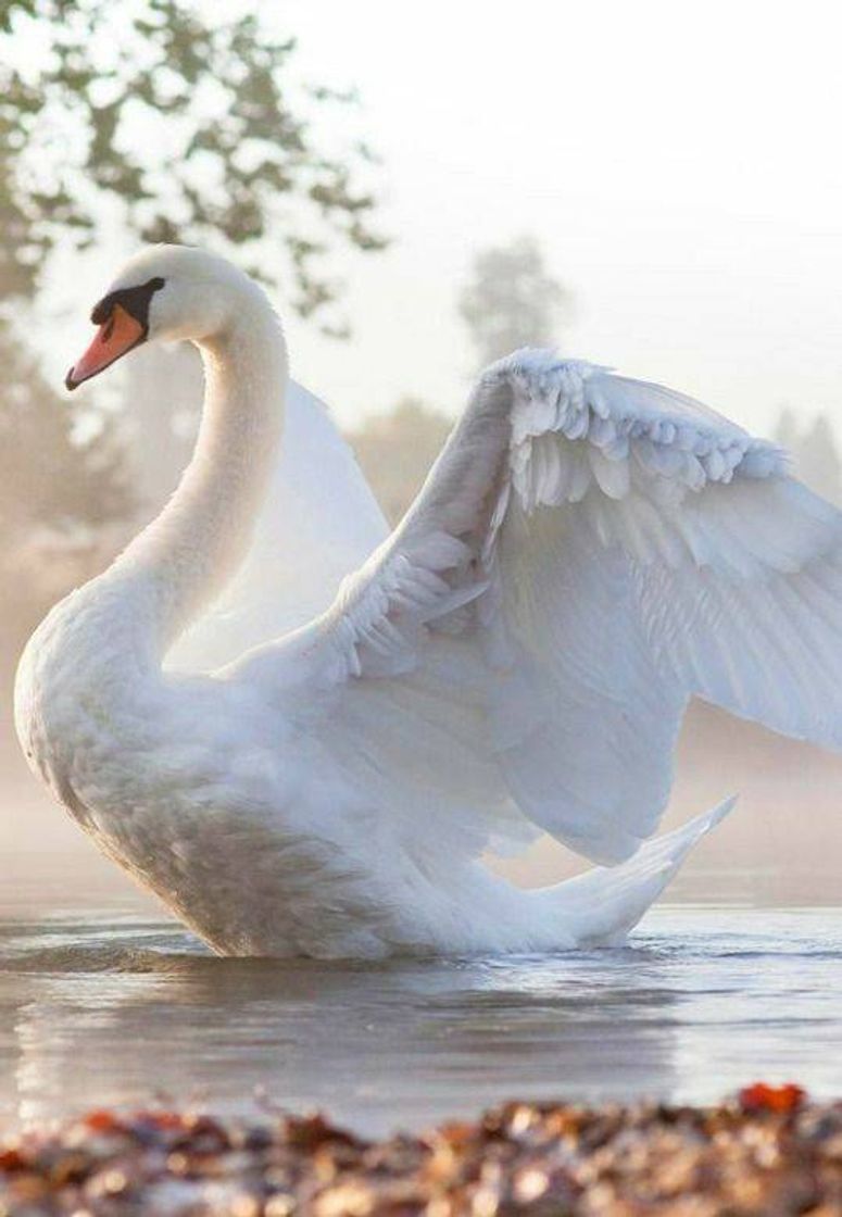 Fashion Cisne branco