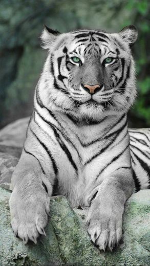 Tigre de bengala branco

