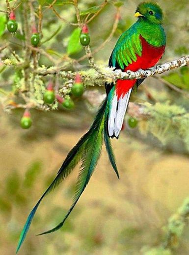 Quetzal


