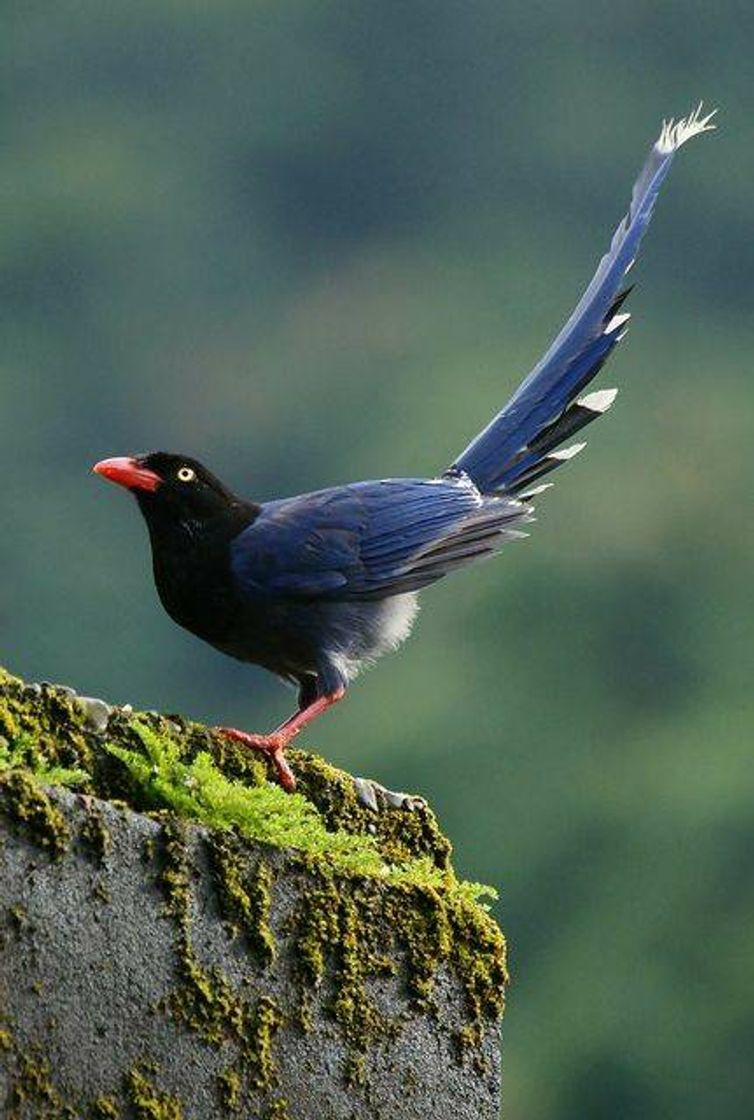 Social Gralha-azul-de-Taiwan
