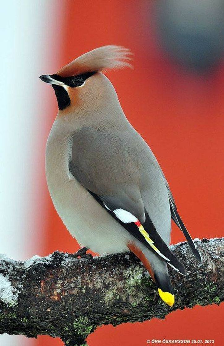 Social Bombycilla garrulus