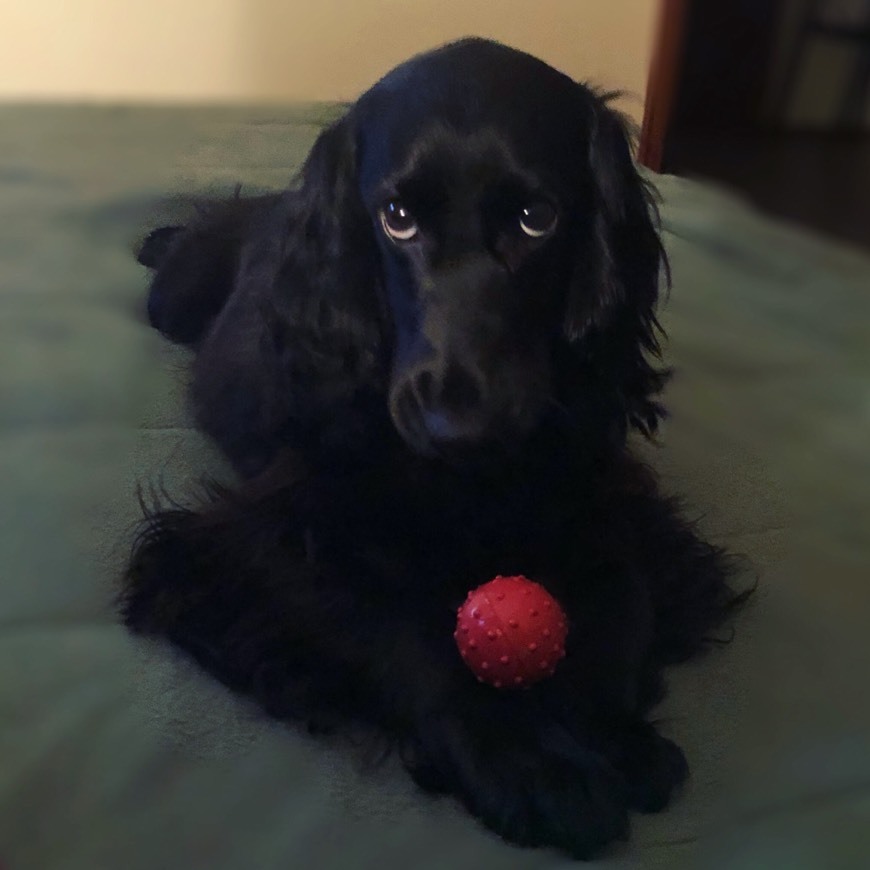 Fashion Cocker spaniel 