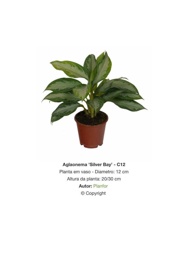 Product Aglaonema 